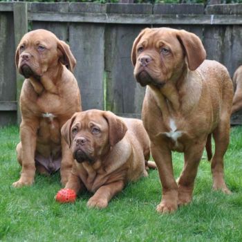 Nuestros siete cachorros Dogo de Burdeos La camada consta de seis juncos y una hembra.