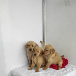 Cachorros Golden Retriver Disponibles