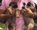 fila brasilero perro pura raza