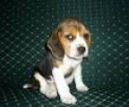 Cachorros Beagle calidad, vacunados