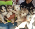 Huskys colombianos