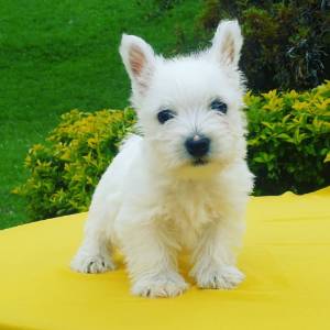 Criadero Westin Terrier - West highland White Terrier 