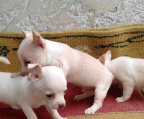 Chihuahuas a la venta en Bogotá