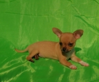Compra un Chihuahua Miniatura