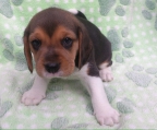Perros beagle, cachorros tricolor