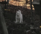 cachorros de lobo siberiano blancos