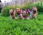 4 preciosos cachorros yorkshire en el Jardín