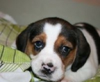 Bonitas camadas de cachorros Beagle