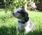 Criadero de Cachorros Beagle Colombia