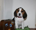 Cría y selección cachorro Beagle