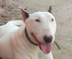 cachorros de bullterrier 100% calidad, se entregan vacunados y desparasitados, criados en Colombia