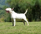 Criadero Bull Terrier