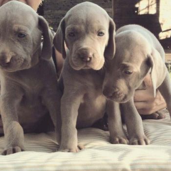 Últimos 3 maravillosos cachorros weimaraner disponibles