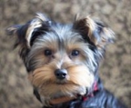 yorkshire terrier colombia