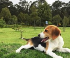 criadero beagle colombia