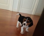 cachorro beagle tricolor en venta