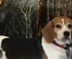 criador perro beagle