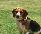 beagle cachorros