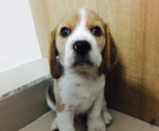 precio cachorro Beagle