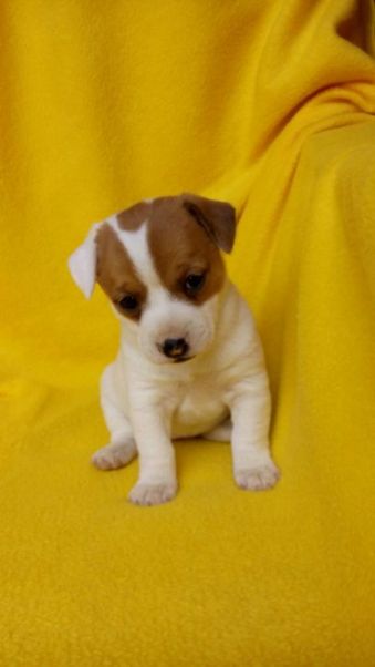 cachorro Jack Russell Colombia