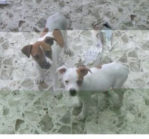 Cachorros Jack Russell en venta en Bogota Colombia