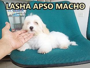Cachorros Lhasa Apso en venta en Bogota Colombia