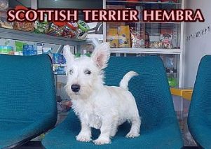 Cachorros Scottish Terrier en venta en Bogota Colombia