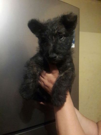 Cachorros Scottish Terrier en venta en Bogota Colombia
