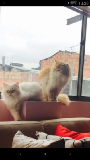 Cachorros Gato Persa en venta en Bogota Colombia